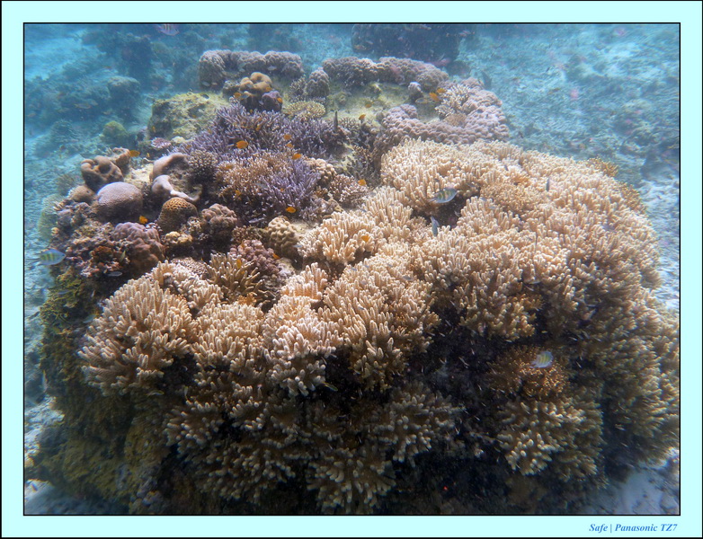 Sibuan - Snorkeling